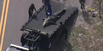 Florida: 13ft alligator killed after it was spotted with human remains in its mouth - MyJoyOnline.com