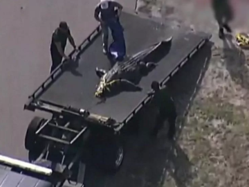 Florida: 13ft alligator killed after it was spotted with human remains in its mouth - MyJoyOnline.com